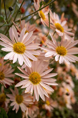 Fototapeta premium Delicate pink chrysanthemum flowers blooming outdoors in autumn