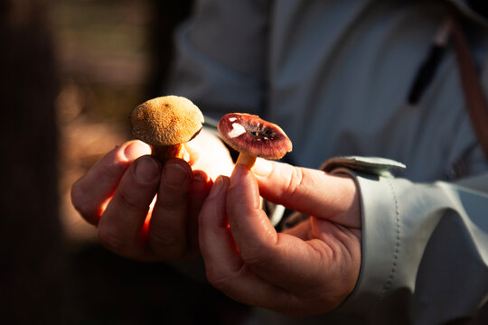 Mushrooms in hands during forest foraging with warm natural ligh