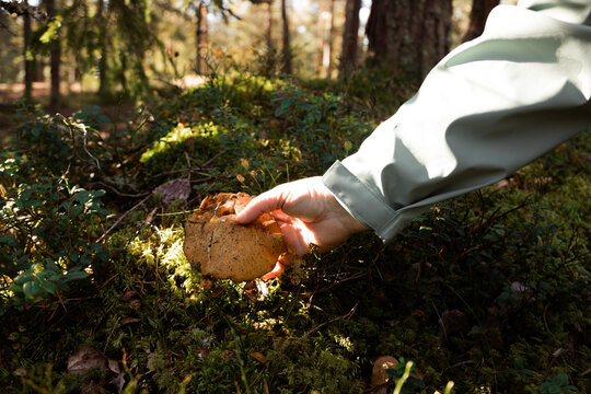 Hand picking mushroom in mossy forest sunlight