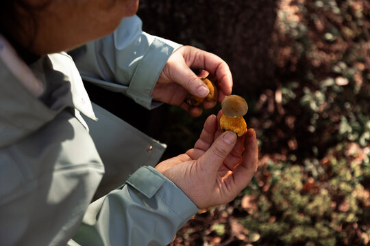 Person holding freshly picked wild mushrooms during a forest wal