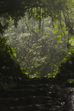 Stone steps through lush jungle tunnel with light rays, Bali