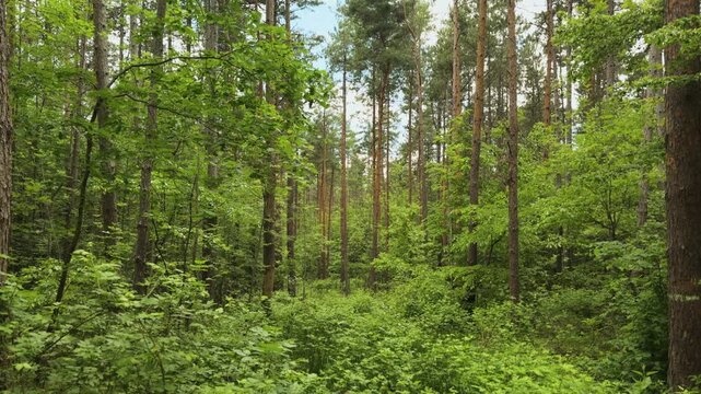 Handheld tilt down shot from tall treetops to lush green forest undergrowth in a peaceful woodland setting