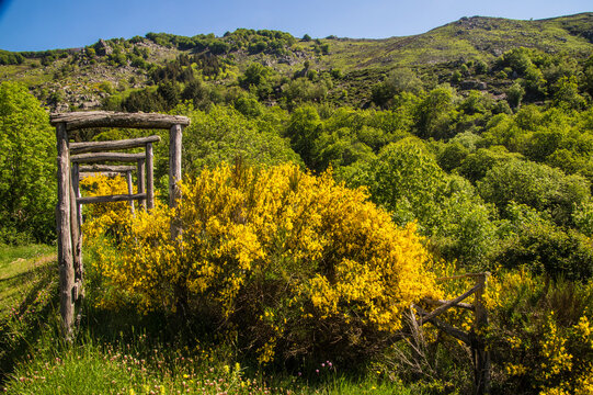Scenic view of a wooden fence beside flowering bushes in a green