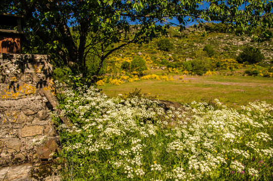 Flowers bloom near a stone wall in a field on a sunny day in