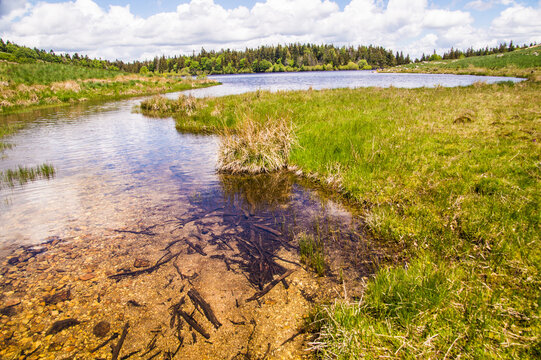 Green grass and clear water at a lake surrounded by trees under a