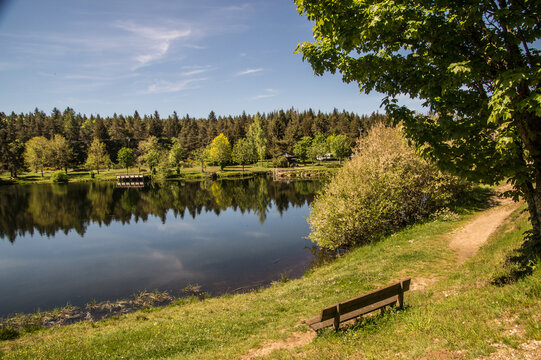 Quiet lake with a bench and trees on a sunny day near a forest for