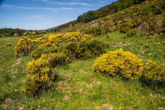 Bright yellow flowers grow in a green field on a sunny day in a rural