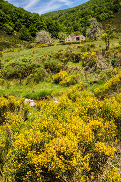 Beautiful yellow flowers bloom in a green valley near a small house