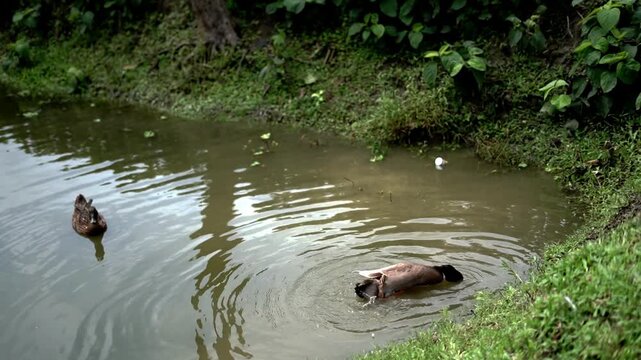 Rural Village Pond with Mallard Ducks Splashing and Bathing in Water