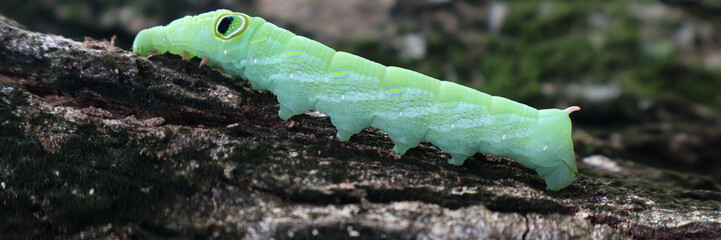 Green Pergesa Hawkmoth Caterpillar (Pergesa acteus) Crawling on Tree Trunk © Ari