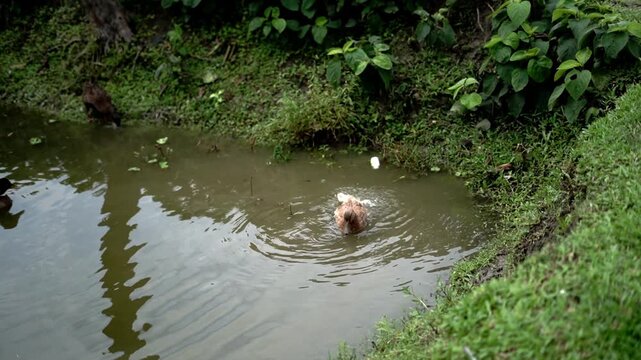 Rural Village Pond with Mallard Ducks Splashing and Bathing in Water