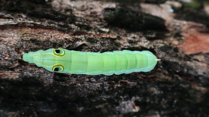 Top View Green Pergesa Hawkmoth Caterpillar (Pergesa acteus) on Tree Bark © Ari