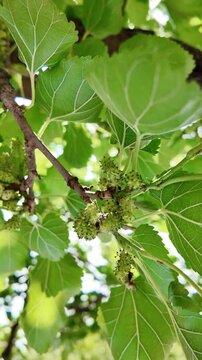 White mulberry tree with berries, Morus alba. Vertical video