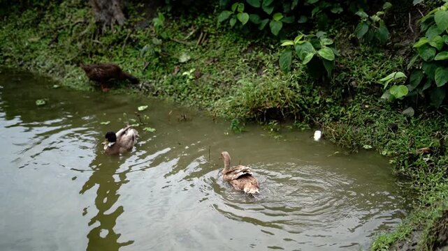 Domestic Brown Ducks Swimming and Preening Near Grassy Pond Edge