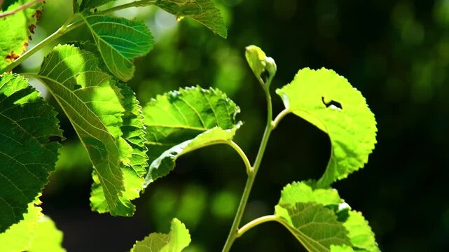 Close-up of a tree with lush green leaves.