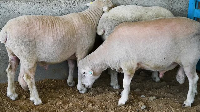 Sheep in the sheep pen on the farm