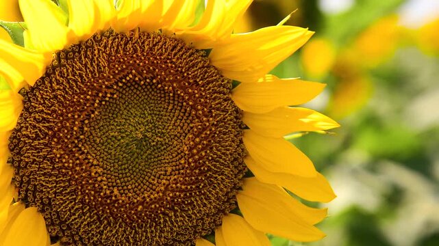 Sunflower field on a sunny summer day