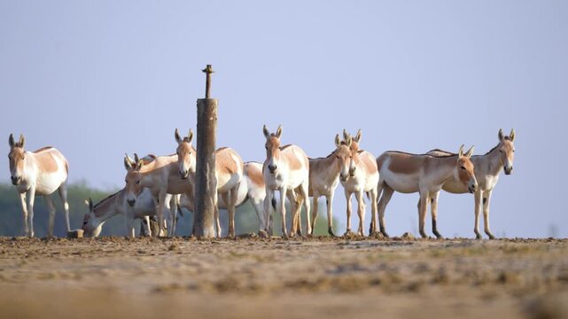 Indian Wild Ass (Ghudkhar) Herd at Gujarat Nadabet Wetland