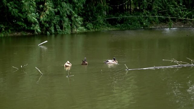 Rural Village Pond with Mallard Ducks Splashing and Bathing in Water