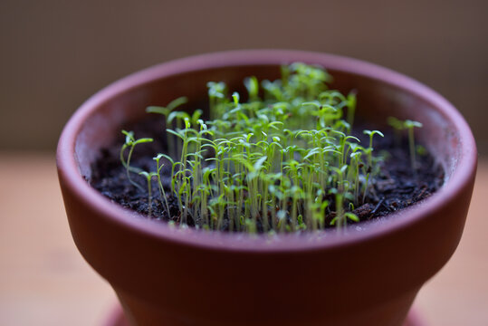 Petit pot en terre et jeunes plantes de coquelicots