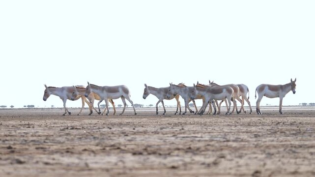 Indian Wild Ass (Ghudkhar) Herd at Gujarat Nadabet Wetland