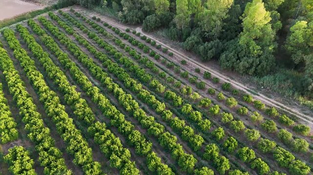 Aerial drone view of agricultural orchard rows