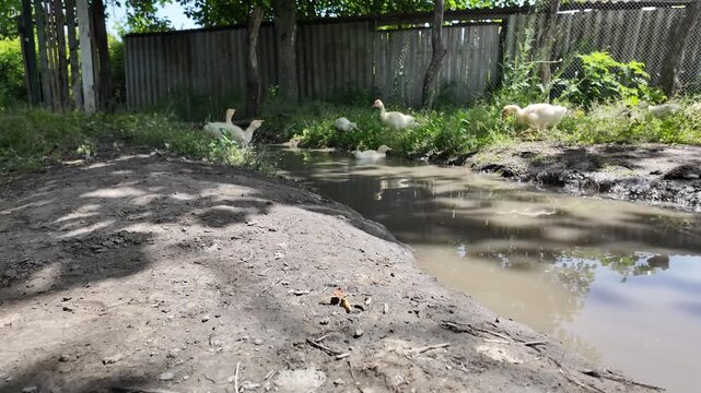 Domestic goslings swim in the river and search for food in the water and nibble grass on the shore
