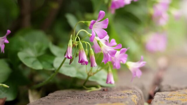 Pink oxalis corymbosa flowers swaying in the wind on the roadside with green leaves close up shot.