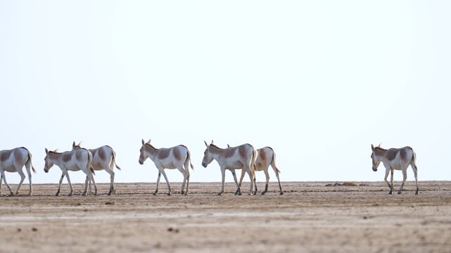 Indian Wild Ass (Ghudkhar) Herd at Gujarat Nadabet Wetland