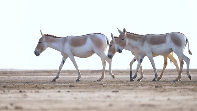 Indian Wild Ass (Ghudkhar) Herd at Gujarat Nadabet Wetland