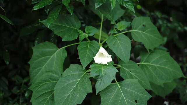 Beautiful White Datura Flower Blooming Amidst Lush Green Leaves