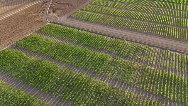 Aerial drone view of agricultural corn fields growing