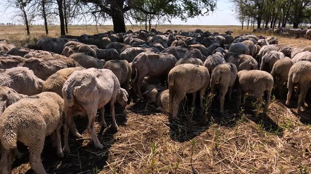 A flock of sheep grazes in a steppe area.