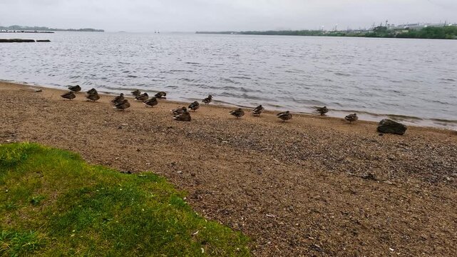 Flock of ducks on the sandy shore of a large lake on a rainy cloudy day.