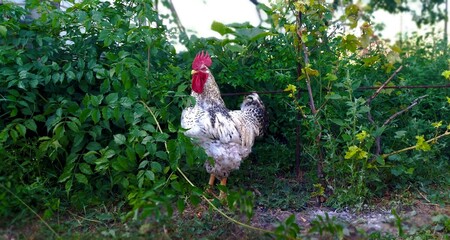 rooster in the grass © Viktoriia