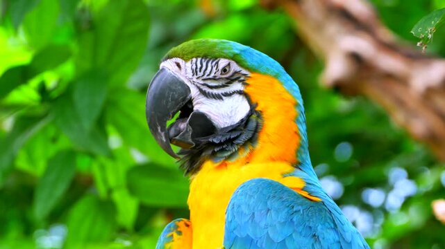 close up portrait of a colorful blue and yellow macaw parrot perched on a branch