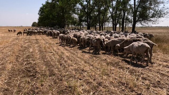 A flock of sheep grazes in a steppe area.