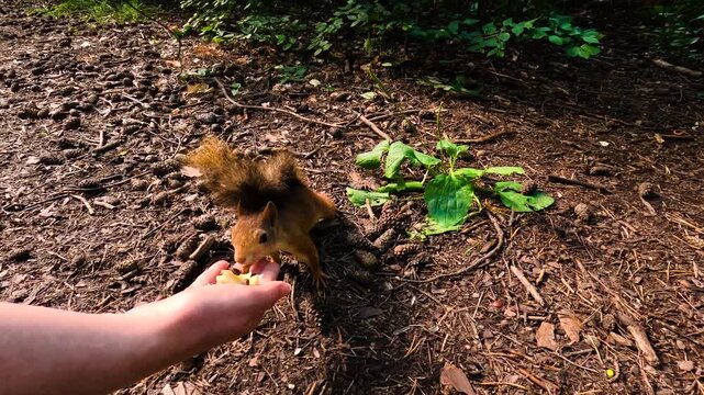 A man hands a small squirrel nuts to feed. A little squirrel in a summer forest