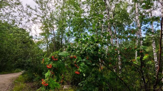 Mountain ash branches with bright orange-red berries and green leaves against a birch forest background.