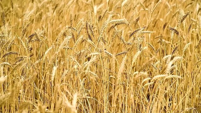 Wheat Field. Golden ears of wheat close up