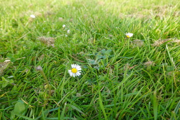 Green lawn with daisies blooming in spring © tonifrito