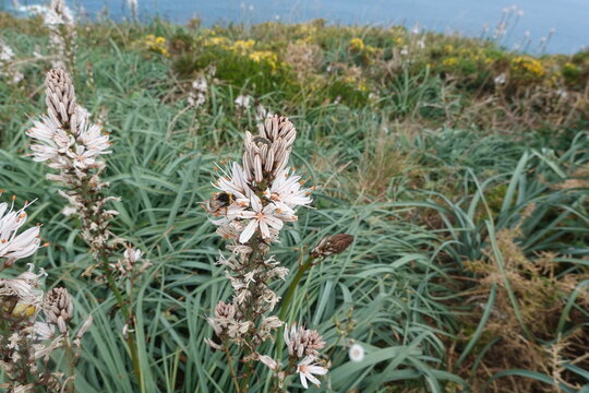 White asphodel flower with bee collecting nectar