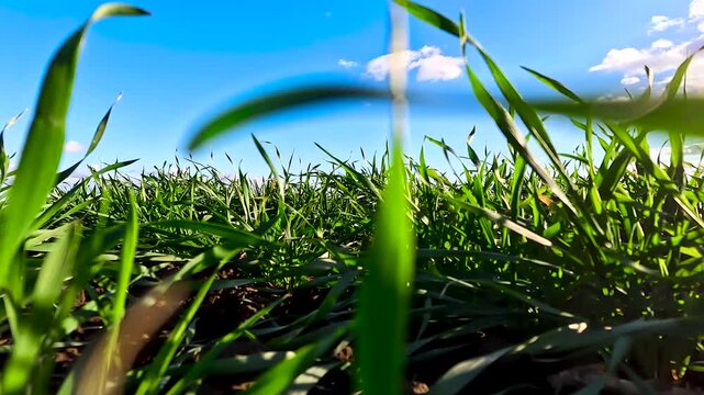 Green sprouts of winter wheat on the field