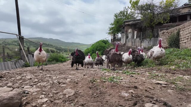 Adult turkeys live in the countryside.