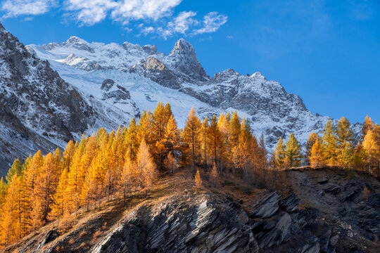 La Meije and glaciers in Ecrins National Park, French Alps. Snow-covered mountains and golden larch trees during transition between autumn and winter in the Hautes-Alpes, France