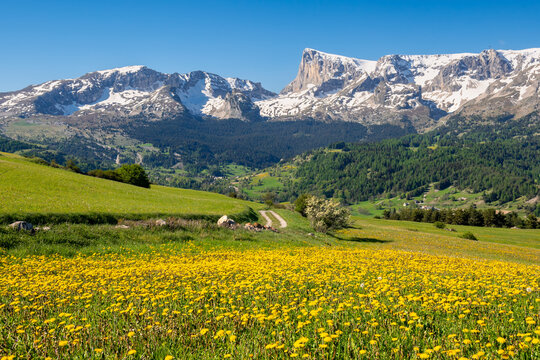 Field of dandelions overlooked by Pic de Bure and Devoluy massif in Hautes-Alpes, France. Alpine meadow in summer and limestone mountain landscape, French Alps