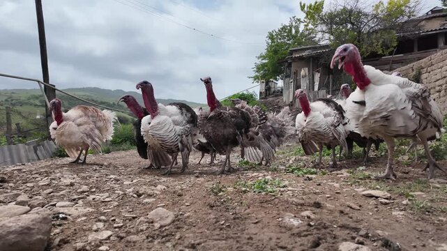 Adult turkeys live in the countryside.