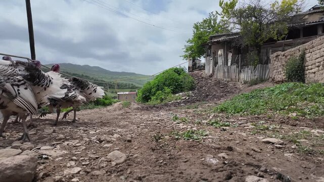 Adult turkeys live in the countryside.