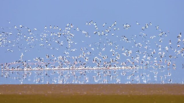 Massive Flock of Migratory Birds Flying Over Gujarat Nadabet Wetland India