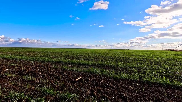Green sprouts of winter wheat on the field